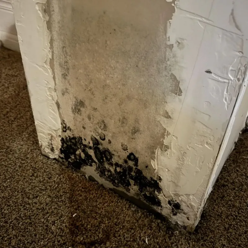 Professional Mold Removal in Vega, TX